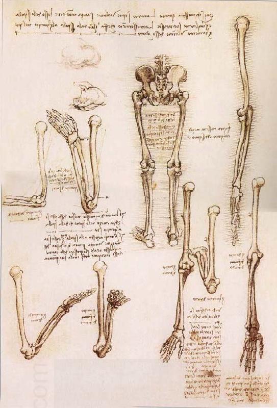 LEONARDO da Vinci Anatomical studies of the basin of the Steibeins and the lower Gliedmaben of a woman and study of the rotation of the arms